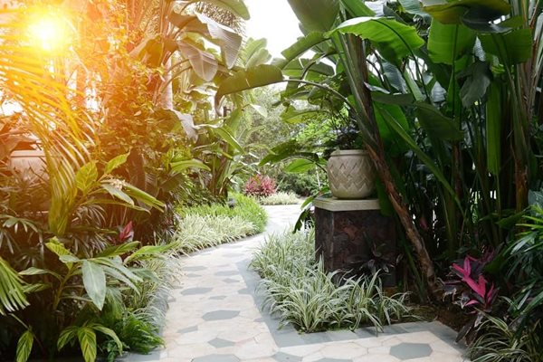 modern tropical garden